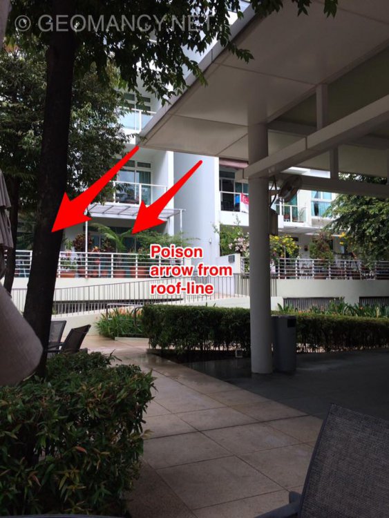 poison arrow from pavillion roof2.jpg