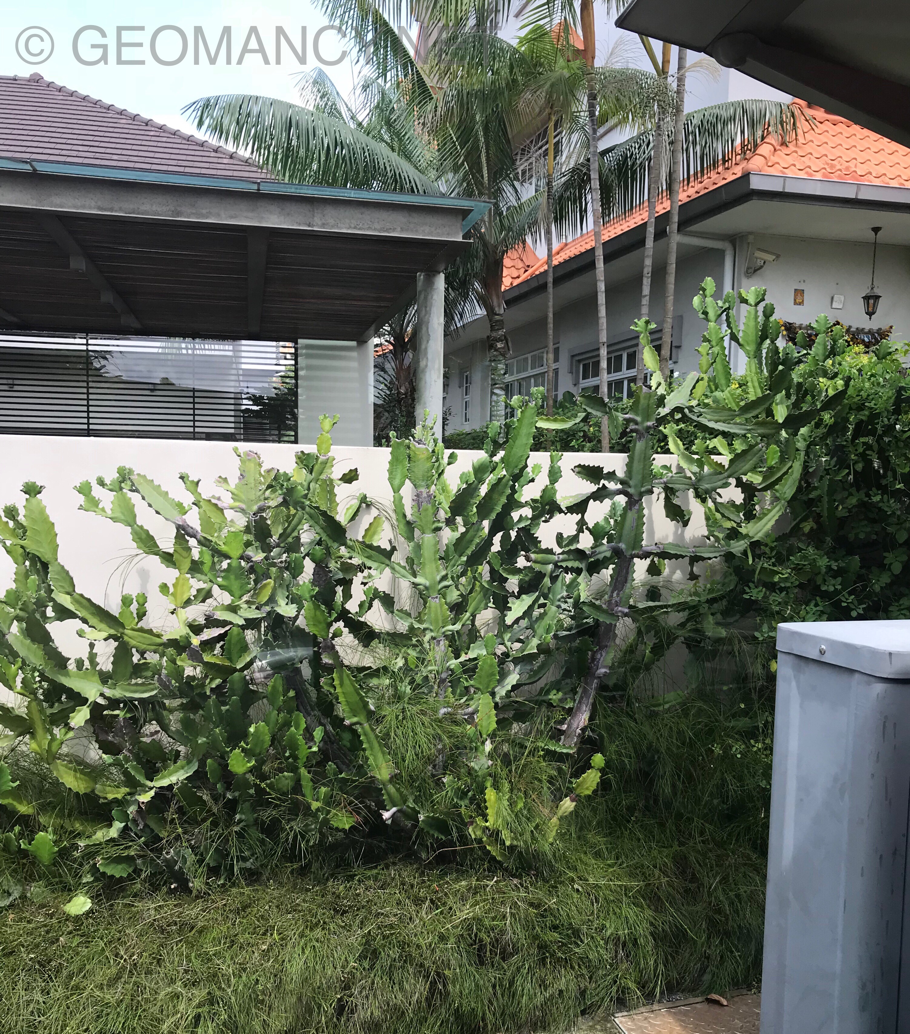 Cactus and Feng Shui? Need some help. I have a few pots of cactus given by family members, but not sure where to place them in the house. Some people advise me not to place them at entrance, living room, kitchen and even bathroom.
