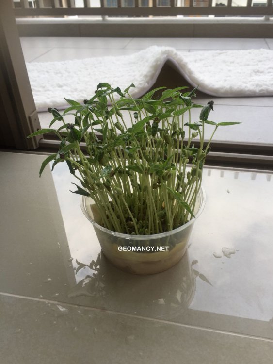 sprouting green beans.jpeg